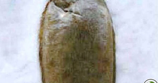 Sole with Fish Sauce