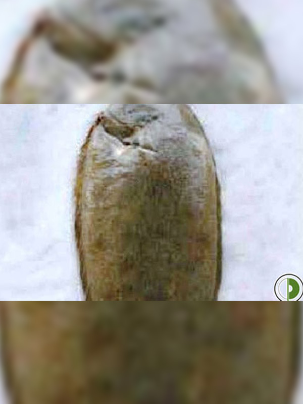 Sole with Fish Sauce Image